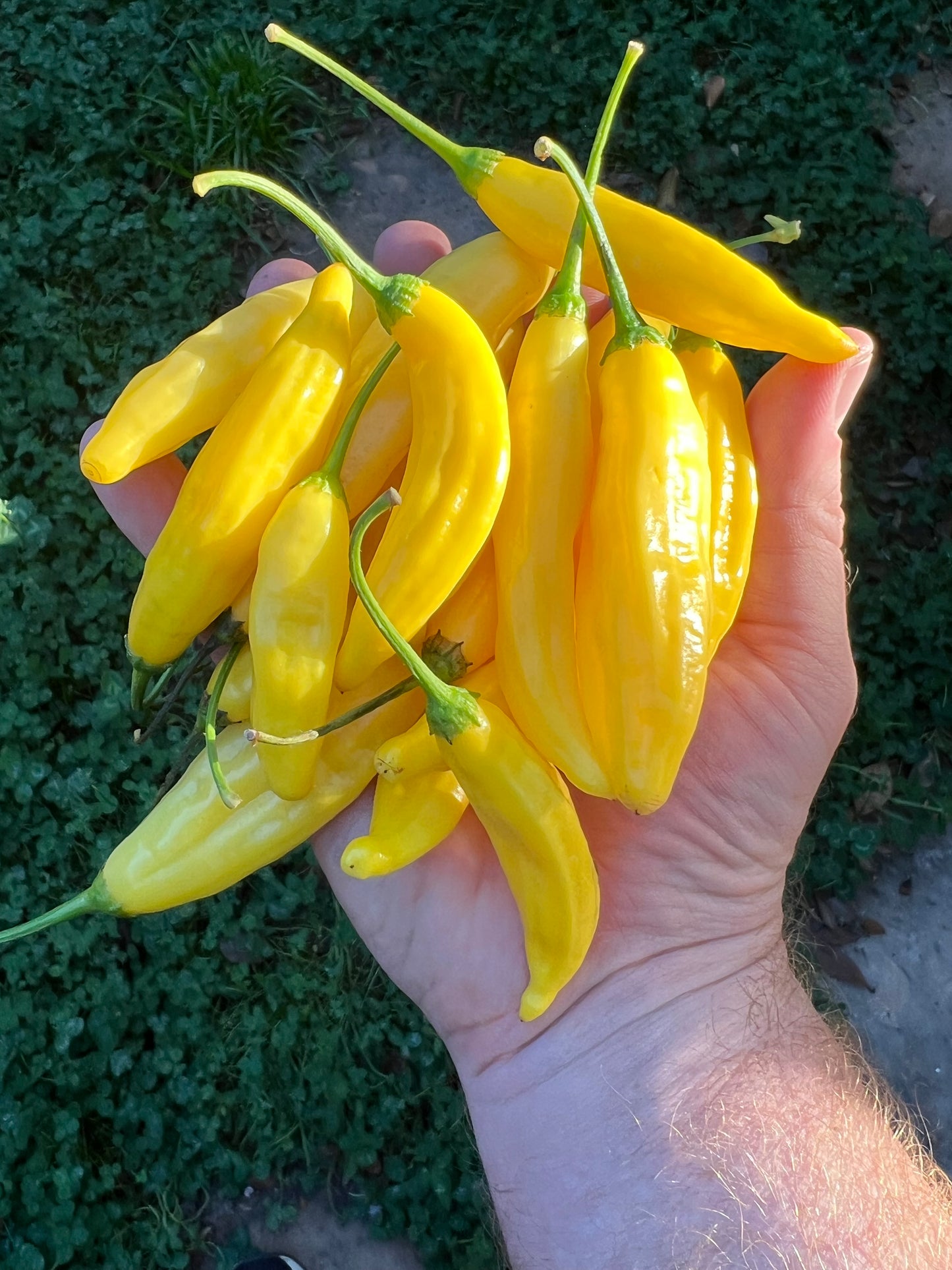 Main Squeeze - Seasonal